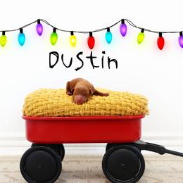 Dustin - Red  male Goldendoodle puppy in Spanish Fork, Utah from Oodles of Floofy Doodles