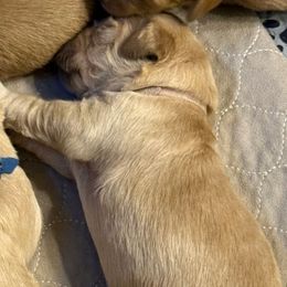 Pink collar - Golden female Golden Retriever puppy in Indianapolis, Indiana from ZuGolden Retrievers & Doodles