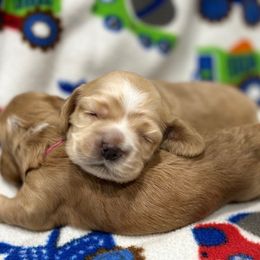 Cocker Spaniel Puppies from Bella Cavalier and Cockers