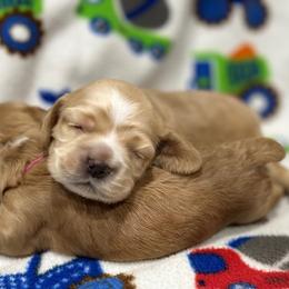 Cocker Spaniel Puppies from Bella Cavalier and Cockers