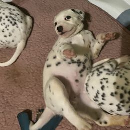 Dalmatian Puppies from Dalmatians of Rutland Ranch