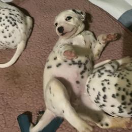 Dalmatian Puppies from Dalmatians of Rutland Ranch
