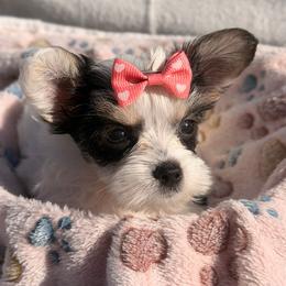 Ivy - Parti female Yorkshire Terrier puppy in Palm Coast, Florida from Fiesta Pups