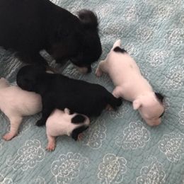 Chihuahuas from Hagadorn Chihuahuas