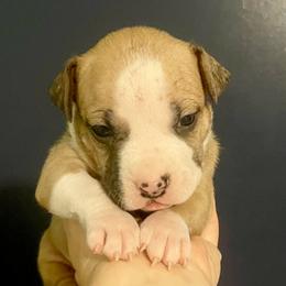 Horse - Fawn male American Staffordshire Terrier puppy in Monroe, Georgia from Irresistibull Staffords
