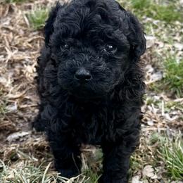 Girl 2 - Black female Poodle puppy in Rockvale, Tennessee from Cosmic Chinese Cresteds & Wind-Echo Poodles