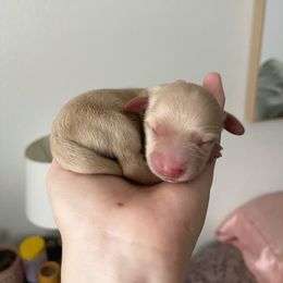 Boy 1 - Cream Dachshund puppy in California from Posh Little Doxies