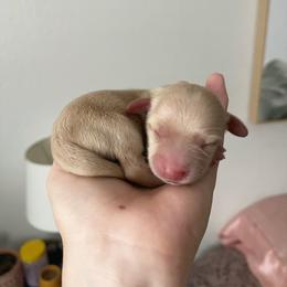Boy 1 - Cream Dachshund puppy in California from Posh Little Doxies
