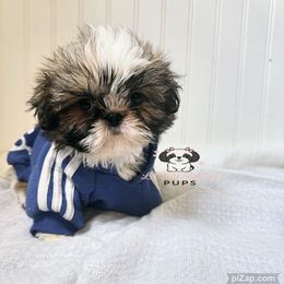 Chibi - Tricolor male Shih Tzu puppy in Walkertown, North Carolina from Lil’ Bit’s Shih Tzu