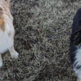 Miniature Australian Shepherds from Double M Mini Aussies