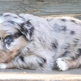 Lilo - Blue merle female Australian Shepherd puppy in Macon, Georgia from Shaina’s Shepherds