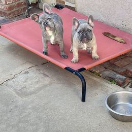 French Bulldog Puppies from Furchildbreeds