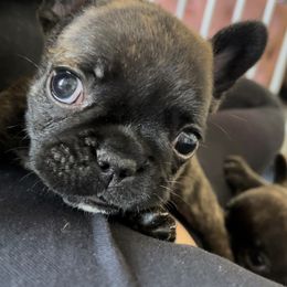 French Bulldog Puppies from Divine French Bulldogs