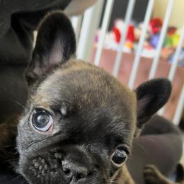 French Bulldog Puppies from Divine French Bulldogs
