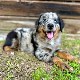 Phantom - Blue merle female Miniature Australian Shepherd puppy in Saint Cloud, Florida from Dirty Paws