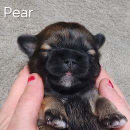 Pear - Red female Lhasa Apso puppy in Jefferson, New York from Absolute Lhasa Love