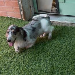 Randy Travis - Dapple male Dachshund puppy in Irving, Texas from DFW Dachshunds by G & S