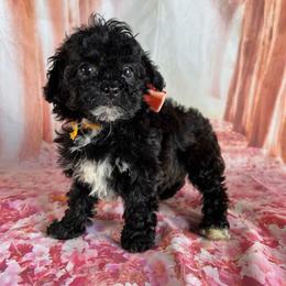Orange Collar - female Cavapoochon puppy in Waterford, California from Windy Hill Doodles