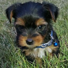 Braxton - Black and tan male Yorkshire Terrier puppy in Aiken, South Carolina from Yorkshires Yorkies