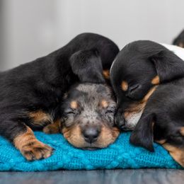 Dachshund Puppies from Beyond the Tail