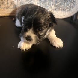 Havanese Puppies from Honey-Bee Home Havanese