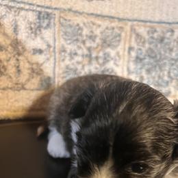 Havanese Puppies from Honey-Bee Home Havanese