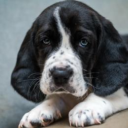 Dolly - Black and white female Basset Hound puppy in Knoxville, Tennessee from Well Hounded Bassets