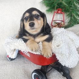 Forest - Black and cream male Dachshund puppy in Grants Pass, Oregon from vom Treuen Wachter