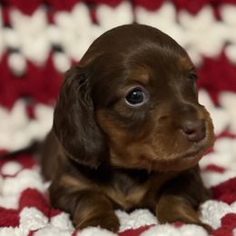 Dachshunds from Emily’s Mini Dachshunds