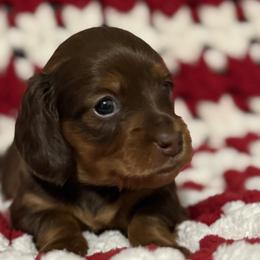 Dachshunds from Emily’s Mini Dachshunds