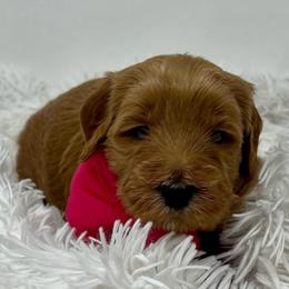 Pink Male - Apricot male Goldendoodle puppy in Great Falls, Montana from Montana Goldendoodles