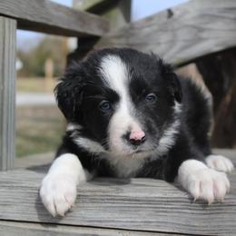 Kale - Black and white male Border Collie puppy in Parsons, Kansas from Feathered Cactus Farm