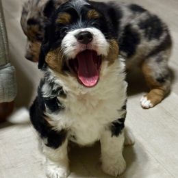 Sprinkles - Black tri-color female Aussiedoodle puppy in Charlestown, Indiana from Forever Aussies and A Doodle