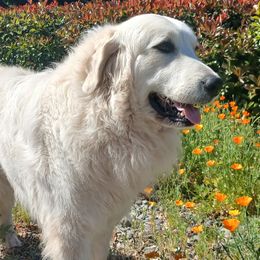 Abbey - Great Pyrenees