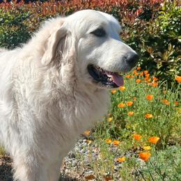 Abbey - Great Pyrenees