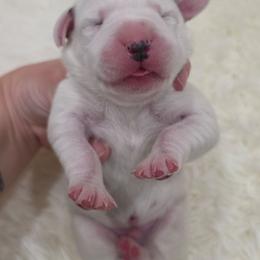 Slate (Black Collar Boy) - White and black male Dalmatian puppy in Centereach, New York from LINY Dalmatians