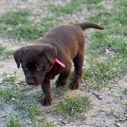 Labrador Retriever Puppies from Wings of Freedom Retrievers