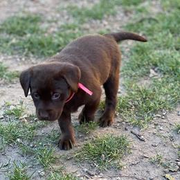 Labrador Retriever Puppies from Wings of Freedom Retrievers