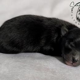 Mocha - Black female Pomeranian puppy in Fultonville, New York from Sandy Aussies & Pomeranians