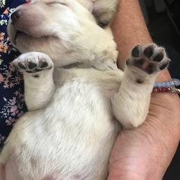 Labrador Retriever Puppies from Elsmere Labradors