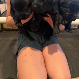 Boy 1 - Black male Labrador Retriever puppy in Whigham, Georgia from Diamond C Labradors