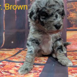 Goldendoodle, Golden Retriever, Labradoodle, and Labrador Retriever Puppies from Robertson's Retrievers and Doodles