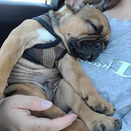 French Bulldog Puppies from Bleu Rock French Bulldogs