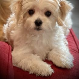 Daisy - Maltese