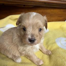 Dash - Apricot male Maltipoo puppy in Lawrenceburg, Tennessee from LUV Poodles and Maltipoos