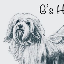 Havanese from G's Havanese