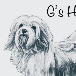Havanese from G's Havanese