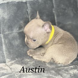 French Bulldog Puppies from Fabled Frenchies