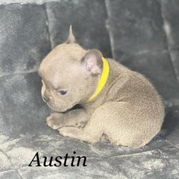 French Bulldog Puppies from Fabled Frenchies