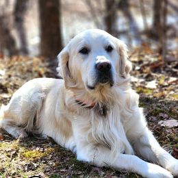 Tundra - Golden Retriever